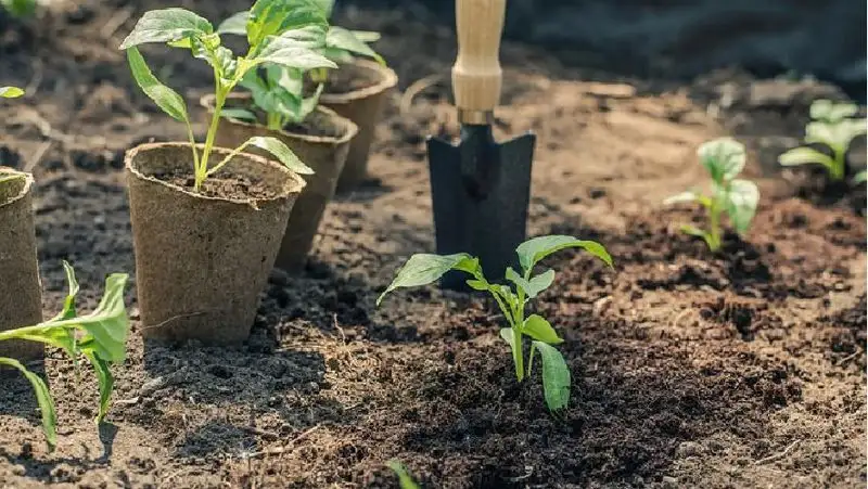 ҚР Ауыл шрауашылығы министрлігі, көшет, жеміс көшеті, сақтандыру, сурет - Zakon.kz жаңалық 20.03.2022 11:24