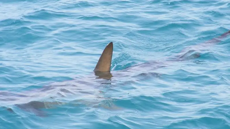 Бразилияда 10 мыңға жуық акула заңсыз ауланған , сурет - Zakon.kz жаңалық 21.06.2023 17:23