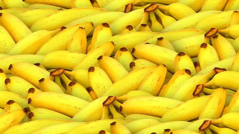 Қазақстанда алғаш рет өнеркәсіптік ауқымда банан өсіріле бастады, сурет - Zakon.kz жаңалық 14.08.2023 10:57