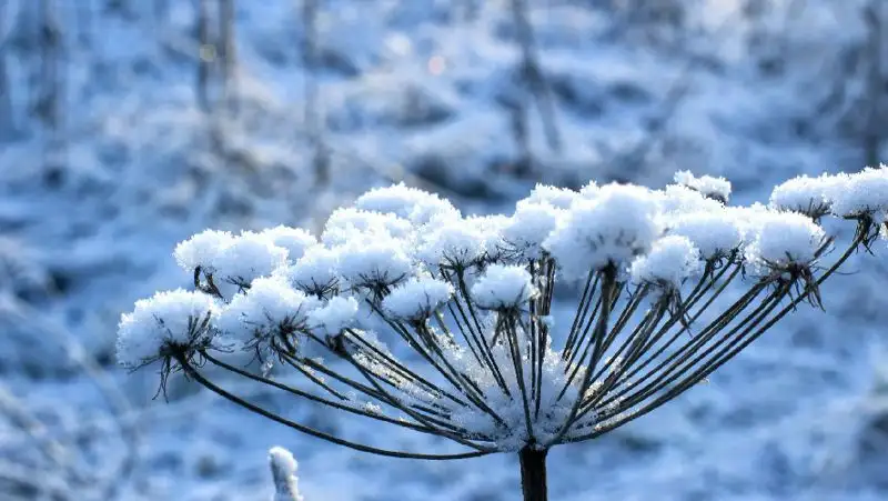 Қазақстанның басым бөлігінде қар жауады