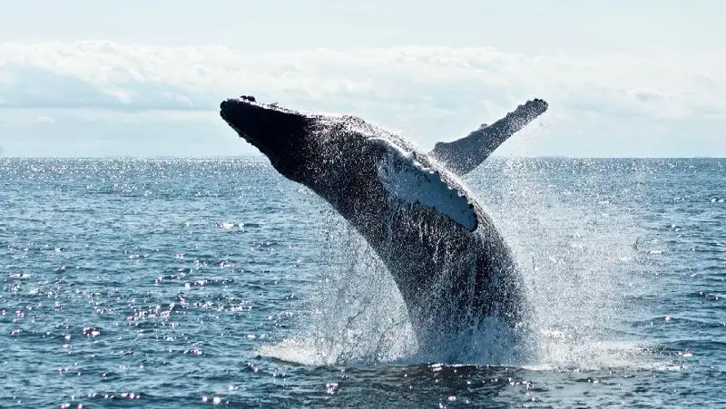 кит екі әйелді жұтып қойды, сурет - Zakon.kz жаңалық 22.07.2022 13:39