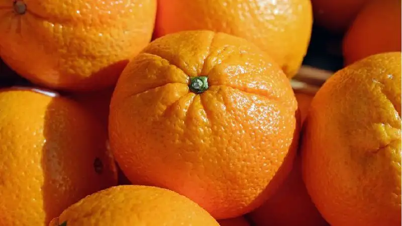 апельсин, сурет - Zakon.kz жаңалық 29.08.2022 15:30