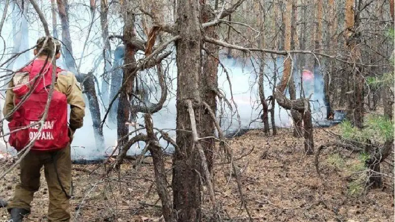 Өрттен кейінгіжерлер қалпына келуде