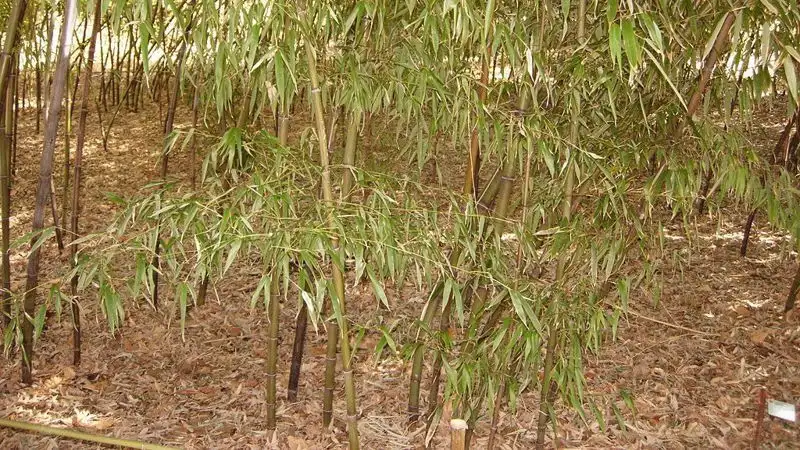 Жапония, бамбук, тосын құбылыс