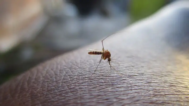 Таиландтан келген екі қазақстандықтан денге безгегі анықталды, сурет - Zakon.kz жаңалық 28.07.2023 09:40