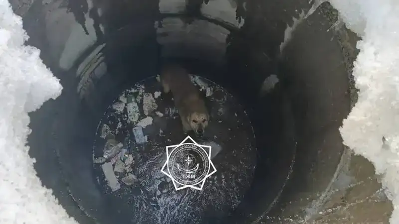 Ақтөбелік құтқарушылар құдыққа түсіп кеткен итті алып шықты