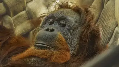 Малайзия пальма майын сатып алатын елдерге орангутанды сыйлыққа беруді жоспарлап отыр
