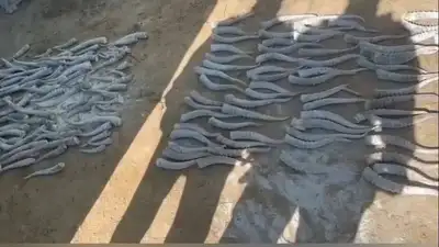 Түркістан облысында браконьерлер тобы құрықталды 