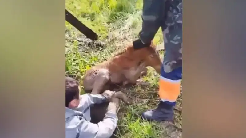 Қарағандыда шұңқырға түсіп, балшыққа батқан құлын құтқарылды
