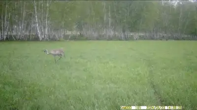 &quot;Бурабай&quot; паркі аумағында Қызыл кітапқа енгізілген сұр тырна фототұзақ камерасына түсті