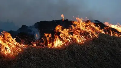 Павлодарда балалар ұйымдастырған ормандағы өрт үшін ата-аналарына айыппұл салынды