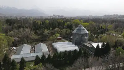 Алматыдағы ботаникалық бақта 100 түрлі өсімдік үсіп кеткен
