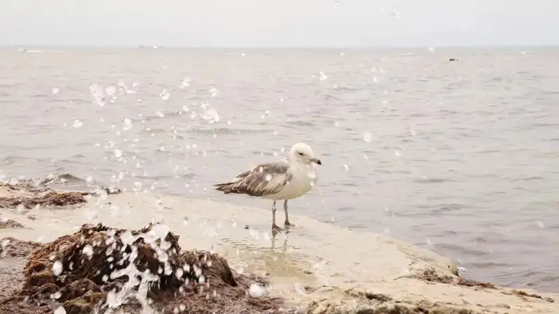 Маңғыстау әкімі судағы қауіпсіздік шараларына ерекше көңіл аударуда