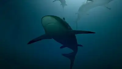 Бразилияда акулалардың ағзасынан кокаин іздері табылды 