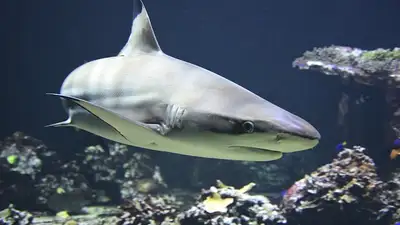 Бразилияда акулалардың ағзасынан кокаин табылды