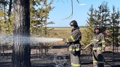 Абай облысында орман өртенді