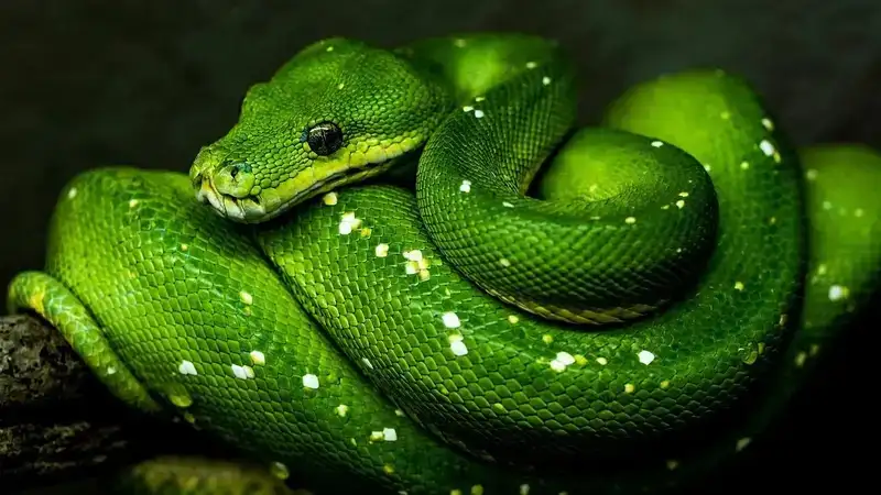 Жаттықтырушымен шешінетін бөлмеде қатты секс