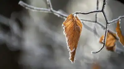 Тұман, үсік, жел: синоптиктер бірнеше өңірде ауа райына байланысты ескерту жасады