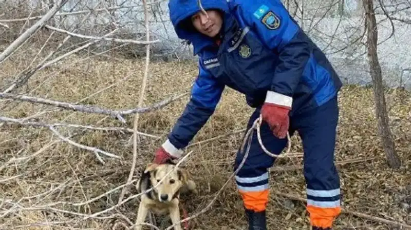 Теміртауда ашық жатқан құдыққа түсіп кеткен ит құтқарылды