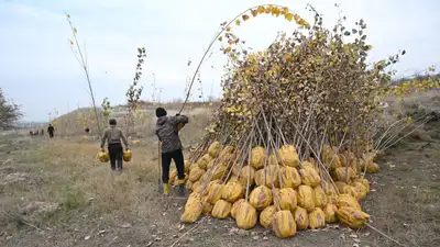 Ағымдағы жылдың қазан айында &quot;Таза Қазақстан&quot; жалпы республикалық бағдарламасы аясында басталған Алматыда көгалдандыру бойынша күзгі науқан белсенді түрде жалғасуда. Қазіргі уақытта қалада 160 мыңға жуық көшет отырғызылды.