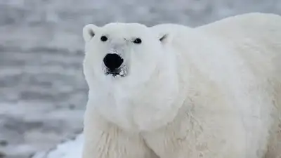 Әйелін ақ аюдың шабуылынан қорғамақ болған ер адам ауыр жарақат алды, сурет - Zakon.kz жаңалық 05.12.2024 10:38