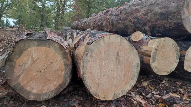 Қазақстанда ағаштың жекелеген түрлерін экспорттауға тыйым салу мерзімі ұзартылды