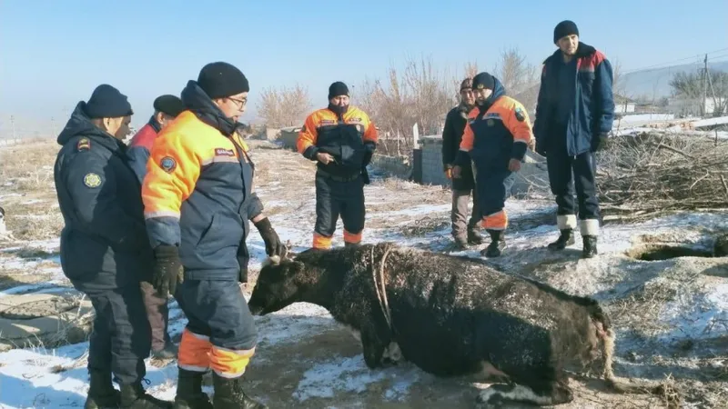 Жамбыл облысында ашық жатқан құдыққа сиыр түсіп кетті