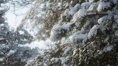 Снег, снегопад, зима, ветер, холод, мороз, заморозки, метель, фото - Новости Zakon.kz от 06.02.2025 17:51