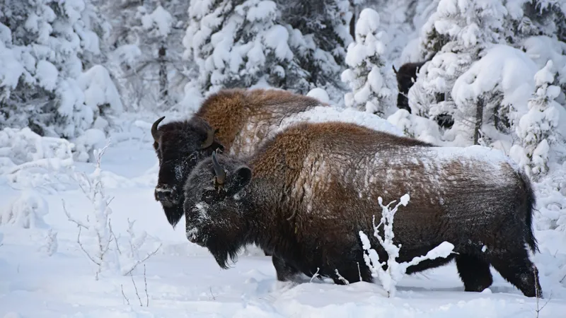 Қарағанды облысындағы алып бизондар желіні шулатты