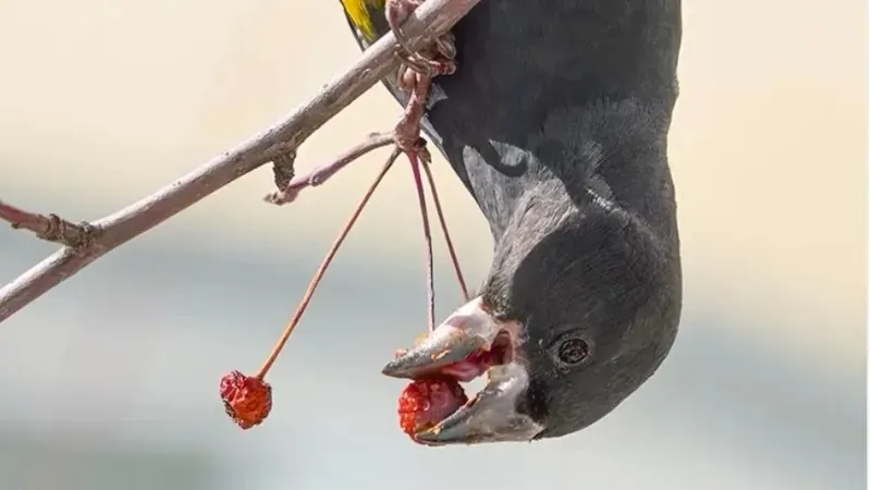 "Тянь-Шань попугайы" танымал алматылық фотографтың объективіне ілікті