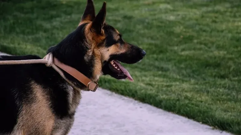 Алматыда қызметтік иттерді қолдана отырып ауқымды рейд жүрді