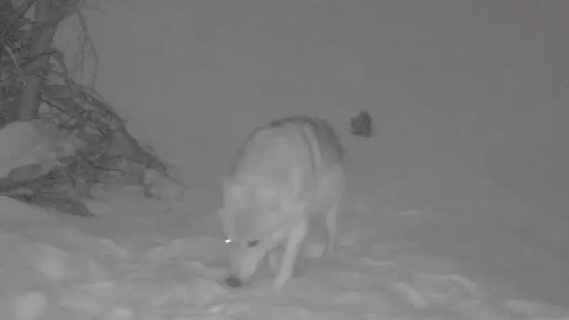 "Сайрам-Өгем" ұлттық паркінде фототұзаққа сирек кездесетін жануарлар ілікті