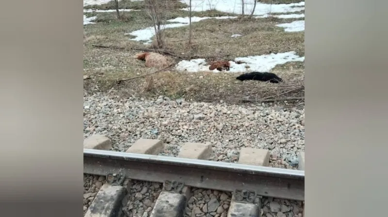 Жамбыл облысында жолаушылар пойызы шұғыл тоқтауға мәжбүр болды