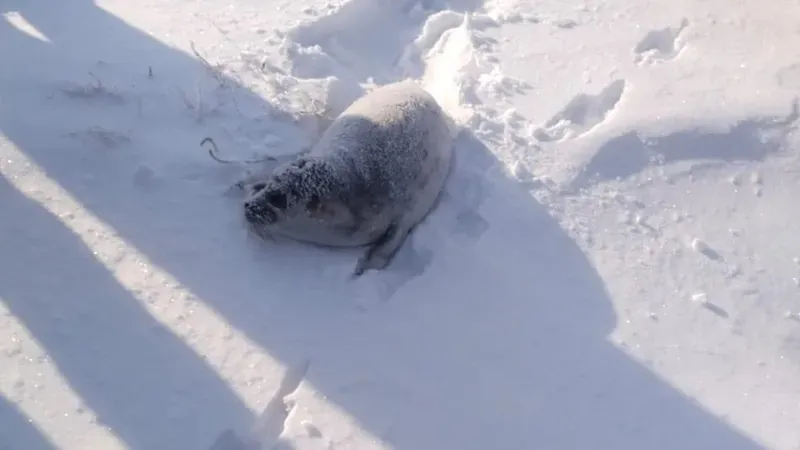 Эротикалық фигура