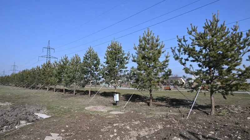 Алматының Қарасу шағын ауданындағы скверге ірі көшеттер отырғызылды