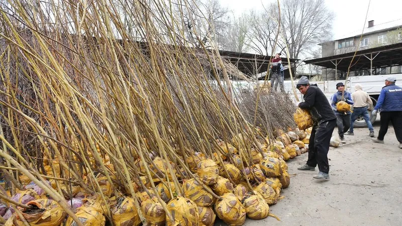 Алматыда көгалдандыру үшін тегін көшеттер таратылады: акцияға қалай қатысуға болады