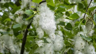 Жақында, 2025 жылдың 9 мамырында Төтенше жағдайлар министрлігі жазғы тұрғындар үшін өрт қауіпсіздігі туралы жадынама жариялады. Сол кезде департамент саяжайлардағы өрттердің барлығы дерлік адам кінәсінен орын алатынын баса айтты. Олардың пайда болуының ең көп тараған себебі - отқа абайсыз қарау., сурет - Zakon.kz жаңалық 14.05.2025 12:09