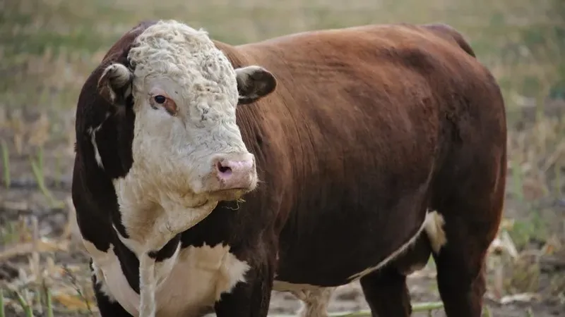 Қазақстанда 2025 жылдың 15 мамырынан бастап бұқаларды экспорттауға тыйым салынды