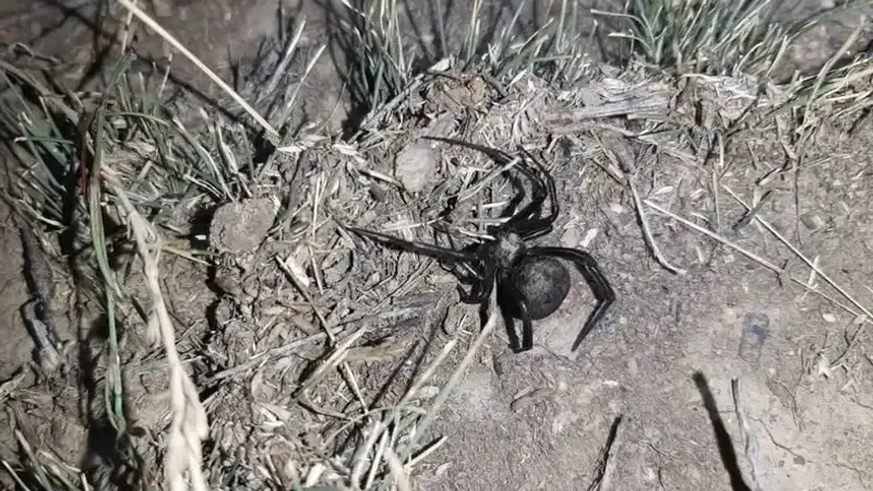 Әдемі жалаңаш лесбиянки