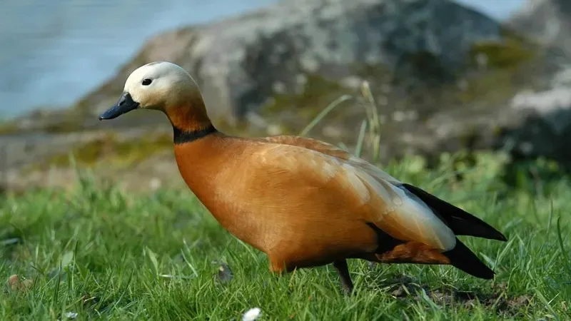 Теңіз шүрiлдегi, күжiркей, бөрте балшықшы - Қазақстанды мекендейтін құстардың сирек кездесетін кадрлары