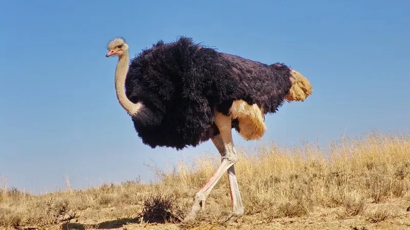 Шымкентте түйеқұсты тепкен ер адам видеоға түсіп қалған