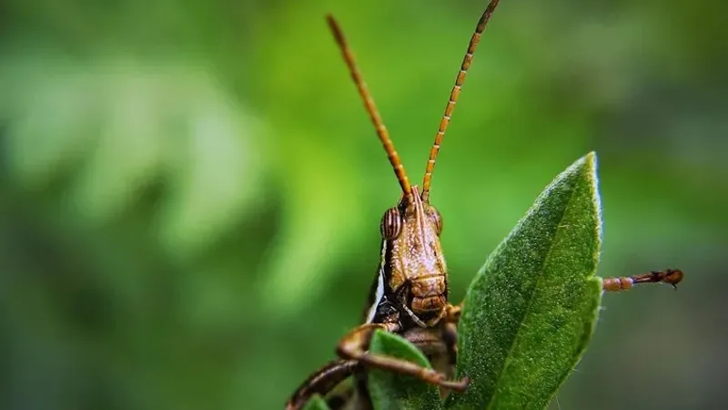 Ауыл шаруашылығы вице-министрі шегірткеге қатысты: Бұл бағытқа барлық күш жұмылдырылды