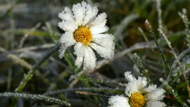 Синоптиктер 29 мамырда қай өңірлерде үсік жүретінін айтты