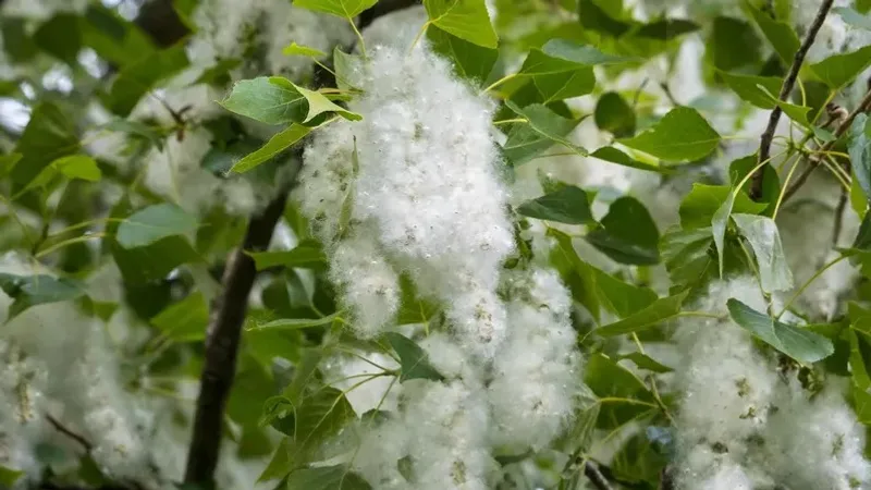 Терек мамығы автокөліктер үшін қауіпті болуы мүмкін