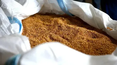 Бидай, күнбағыс, зығыр, ұрлық, СҚО, қамба, сот үкімі, сурет - Zakon.kz жаңалық 05.06.2025 22:56