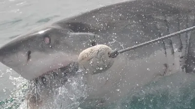 АҚШ-та жағаға шығып кеткен алып ақ акула жұрттың зәресін алды, сурет - Zakon.kz жаңалық 12.06.2025 10:35