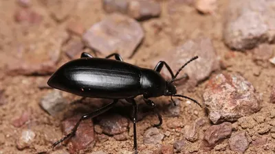 Бейнеуде қара қоңыз қаптады , сурет - Zakon.kz жаңалық 17.06.2025 17:03