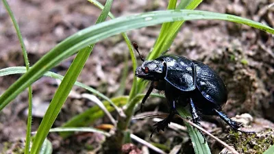 Маңғыстау облысында бірнеше ауылда қара қоңыз қаптап кетті, сурет - Zakon.kz жаңалық 17.06.2025 09:03