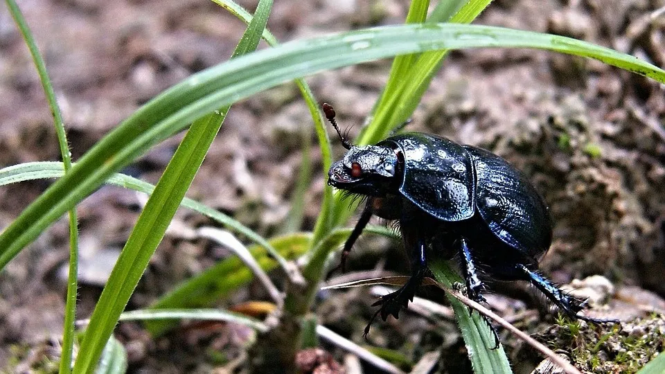Орыс ауылының жеке видеосы