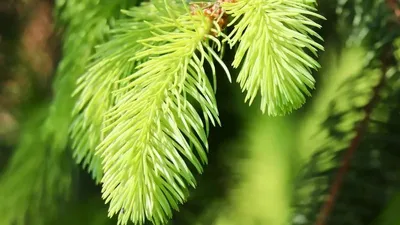 Сәтбаевта көшеттерге күтім жасалмай, қурап жатыр, сурет - Zakon.kz жаңалық 19.06.2025 11:47